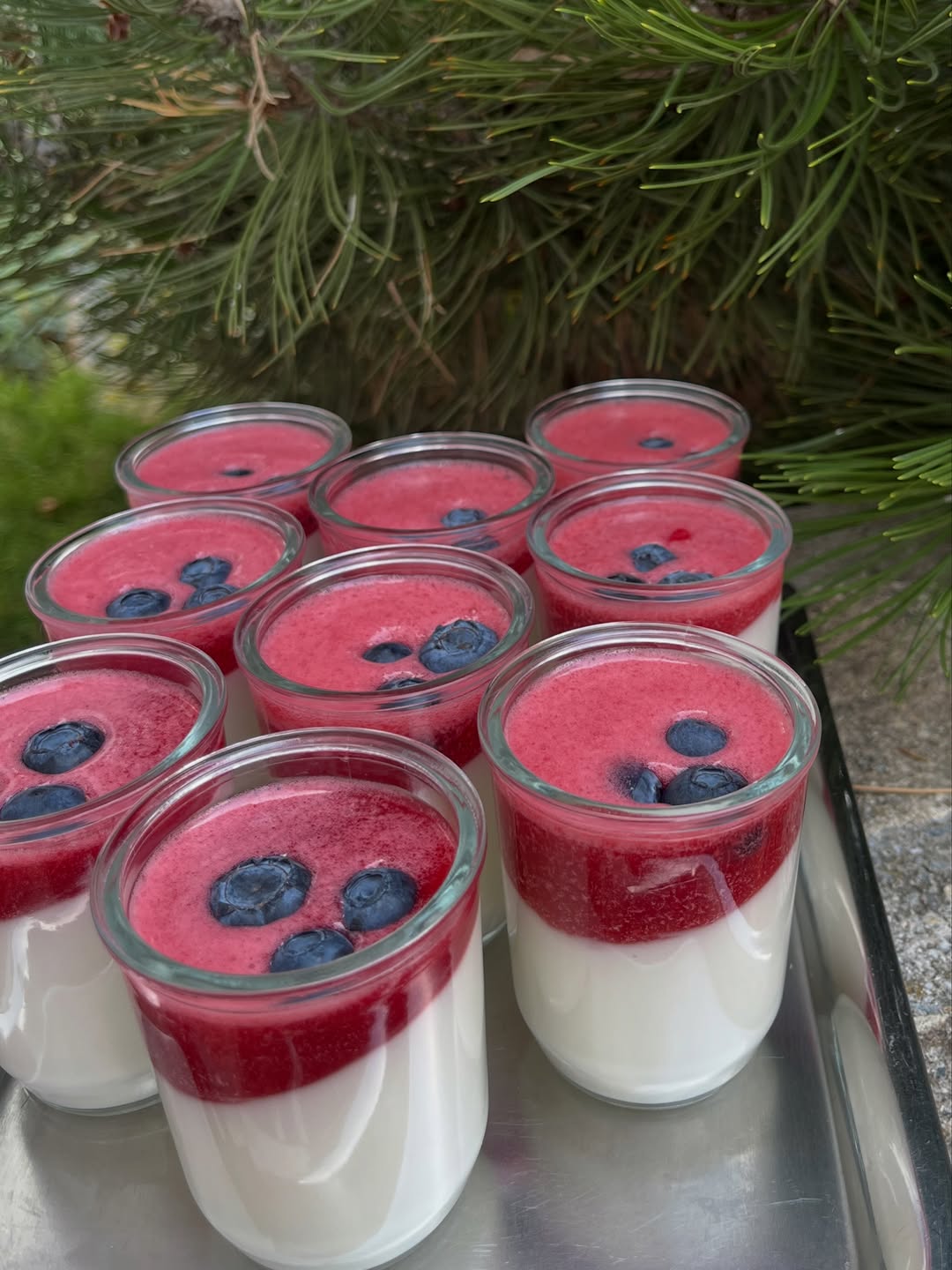 Panna cotta s malinovým želé a borůvkami